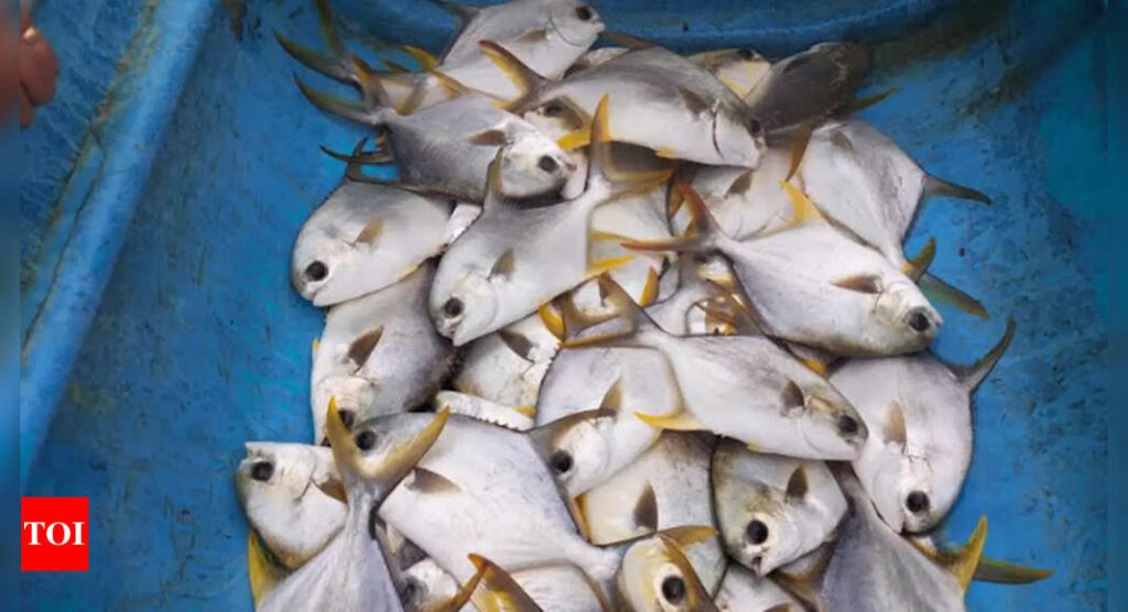 Indian Pompano cultivated successfully in Karnataka's coastal waters through cage culture