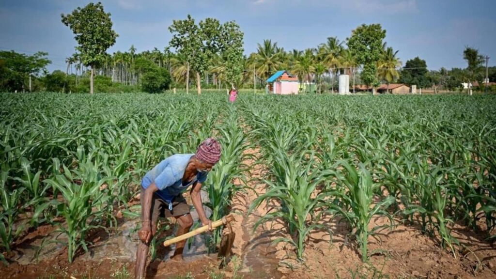 Food, fuel, fodder: The maize challenge